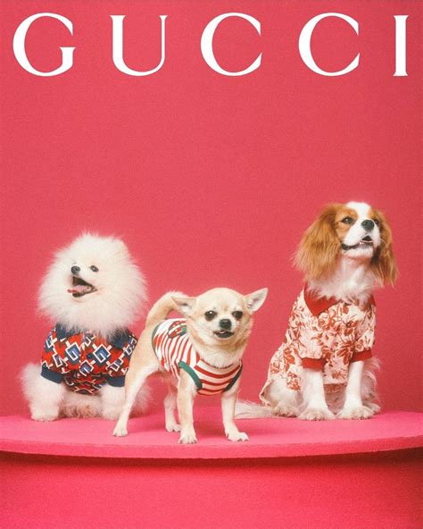 gucci pet nep|gucci dog collection.